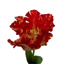 Load image into Gallery viewer, Zijden papegaai tulp rood
