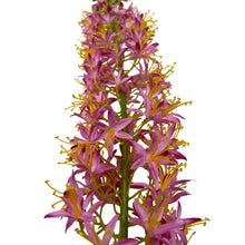 Load image into Gallery viewer, Zijden Liatris tak lichtroze
