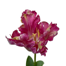 Load image into Gallery viewer, Zijden papegaai tulp roze
