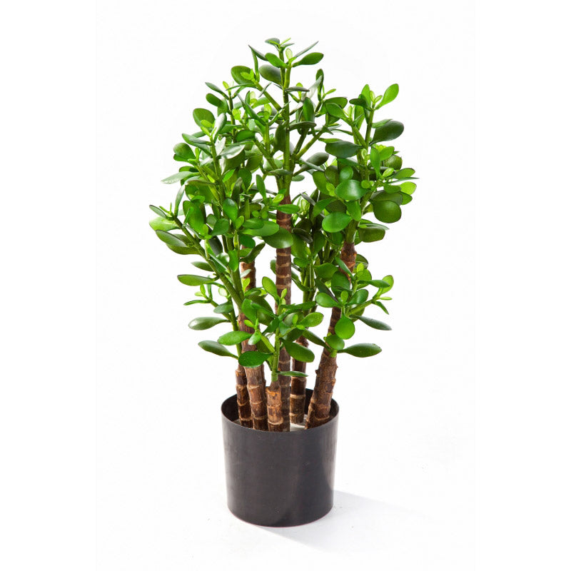 Crassula kunstplant