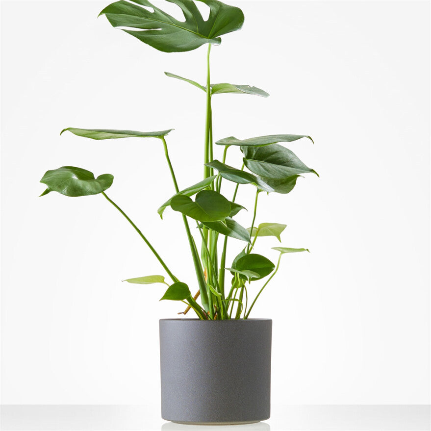 Monstera incl. pot